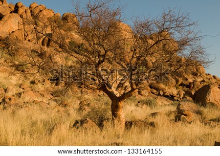 winter landscape with tree and rocks photographed in Namibia at sunset