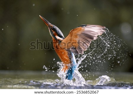 Similar – Image, Stock Photo Kingfisher Portrait