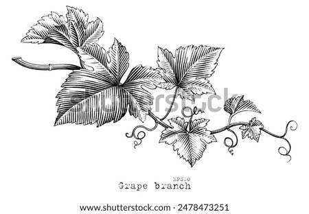 Grape branch hand drawing vintage style black and white clip art