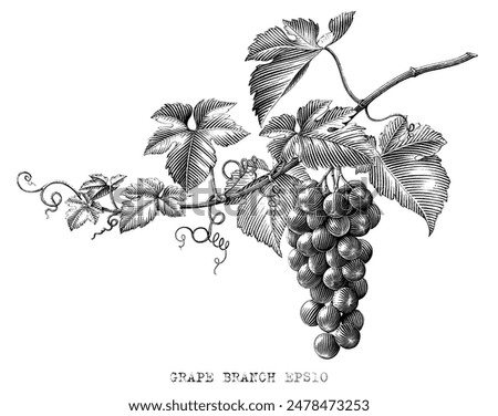 Grape branch hand drawing vintage style black and white clip art