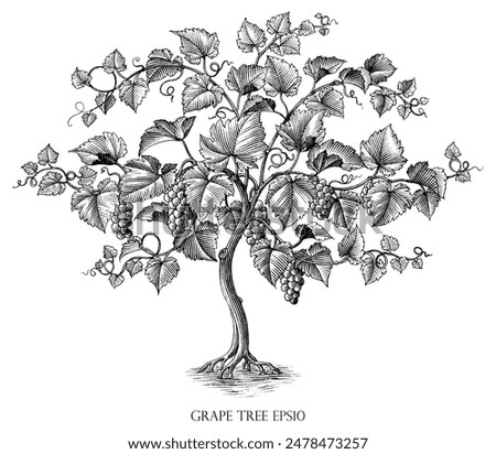 Grape tree illustration vintage engraving style black and white clip art