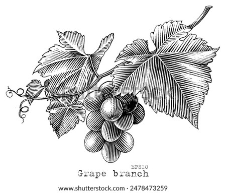 Grape branch hand drawing vintage style black and white clip art