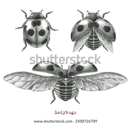 Adult Lagybugs beetle hand drawing vintage engraving illustration on white background