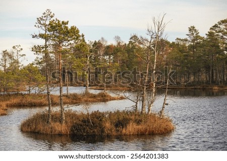 Similar – Foto Bild Kleiner Fluss in einem lettischen Wald, aufgenommen von einer Brücke. Das Wasser ist mit Wasserpflanzen bewachsen, viele Grüntöne und einige Gelbtöne. Frühherbst Landschaft, bewölkten grauen Himmel