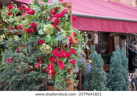 Image, Stock Photo Red flowers growing against a pale yellow wall