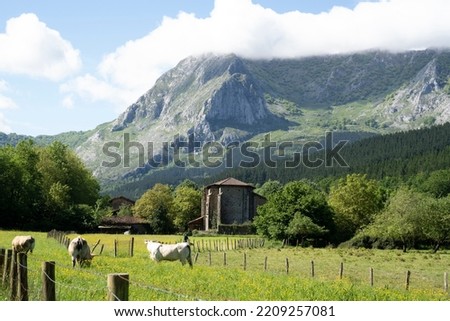 Foto Bild Kühe auf einem Pass in den Allgäuer Alpen