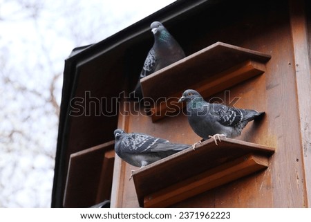 Similar – Image, Stock Photo dovecote Dovecote pigeons