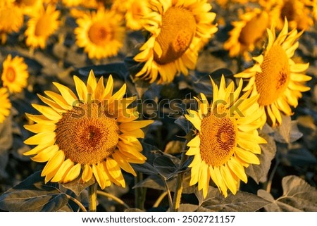 Similar – Foto Bild Sonnenblumen Feld