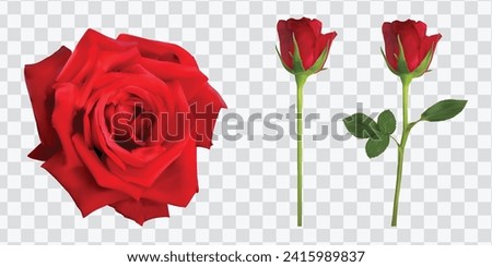 red, rose, Valentine’s Day, collage, blooming, Red rose  Realistic love  Fresh, full, single beautiful, 3d flower, vector advertisement, isolated on white background. png, 