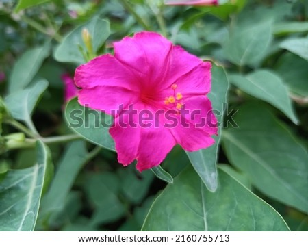 katashbari, 25 may, evening prim Rose flower Imagine de stoc © 