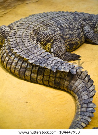Close-up of crocodile tail with skin details