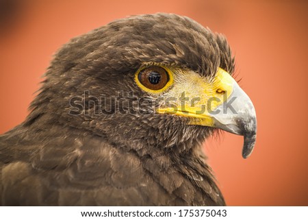 Black eagle head, european bird