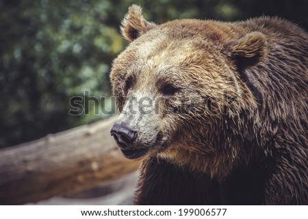 brown bear, majestic and powerful animal