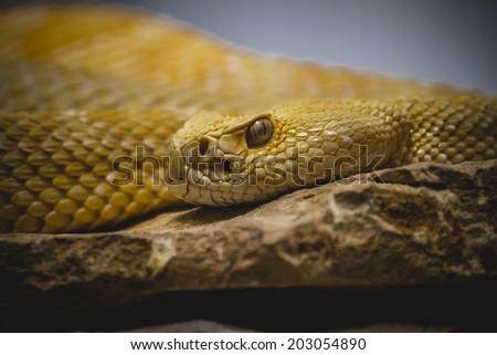 Beautiful snake lying in the sun with fine scales on their skin