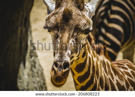 camelopardalis, beautiful giraffe in a zoo park