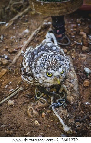 predator, cute little owl, gray and yellow beak and white feathers