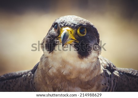 raptor, peregrine falcon with open wings , bird of high speed