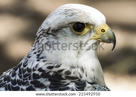 hawk, beautiful white falcon with black and gray plumage