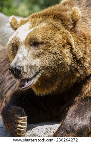 carnivore, brown bear, majestic and powerful animal