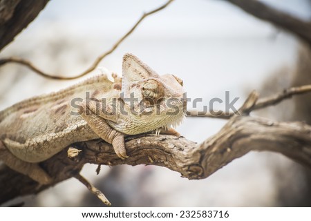 scaly lizard skin resting in the sun