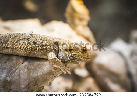 scaly lizard skin resting in the sun