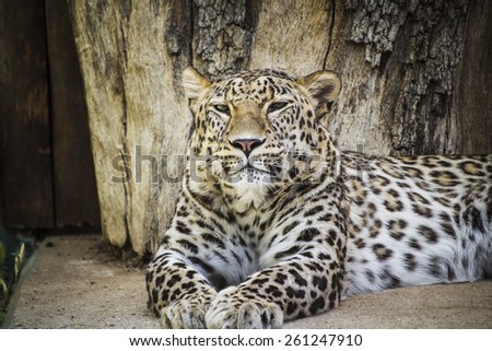 Feline, Powerful leopard resting, wildlife mammal with spot skin