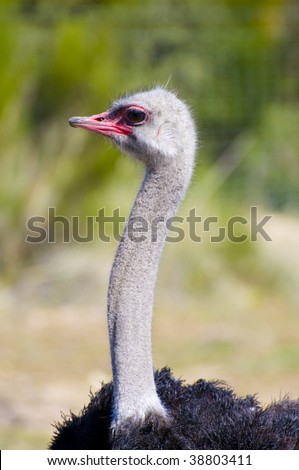 Image of an ostrich in african country