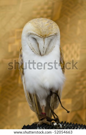 Owl portrait, white bird