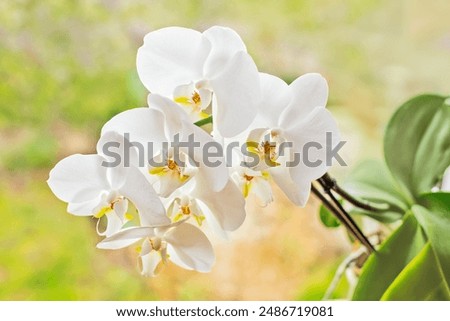 Similar – Image, Stock Photo White orchid in a neon light. Close-up.