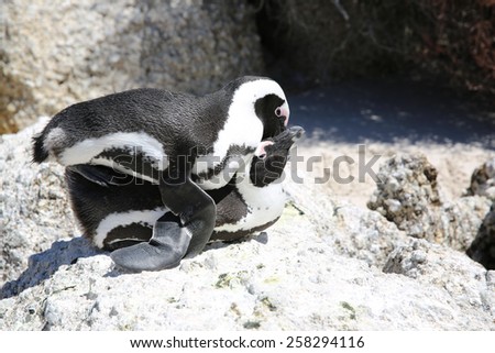 Mating Jackass Penguins (Spheniscus demersus) at Boulders Beach. Simon\'s Town. South Africa
