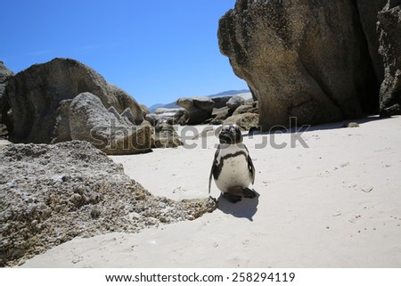 Jackass Penguin (Spheniscus demersus) at Boulders Beach. Simon\'s Town. South Africa