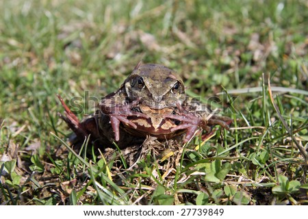 Common Toads on their way to the Pond