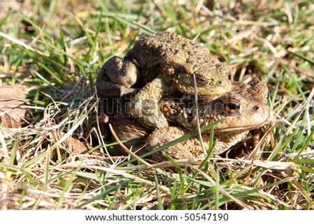 Common Toads (Bufo Bufo) on their way to the pond