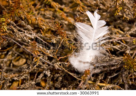 White feathers on the forest land