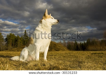 A dog is sitting and enjoying the sun whit closed eyes, in the background forest and dark clouds