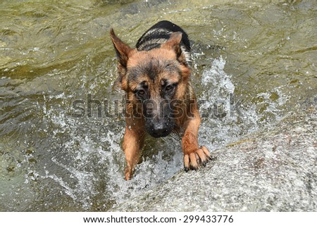 German shepherd dog emerging from the mountain river, climbing on a rock, with water droplets with a stick in the mouth