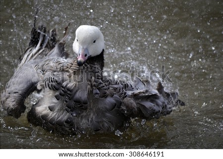 White-headed duck into the water with splashes, while flushing
