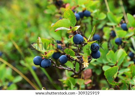 Blueberry bush in the mountains