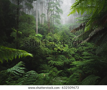 Similar – Foto Bild Dichter grüner Wald mit Bergen