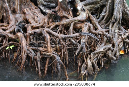 a small mangrove growth at  root mangrove
