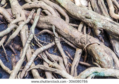 Closeup of mangrove roots