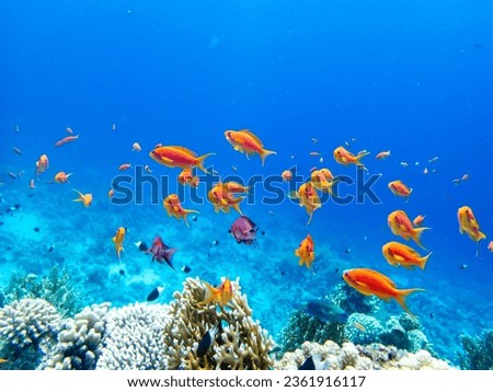 Similar – Image, Stock Photo Shoal of beautiful fishes in azure water