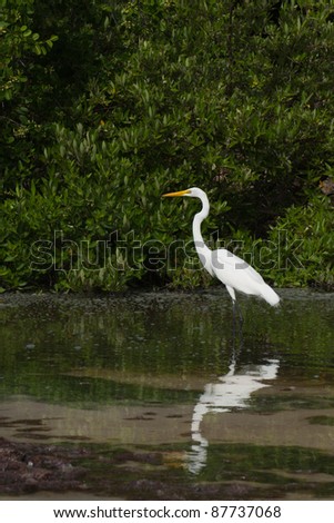white Great Egret (Ardea alba) bird in a tropical lake (wildlife scenery) in Antigua, Caribbean