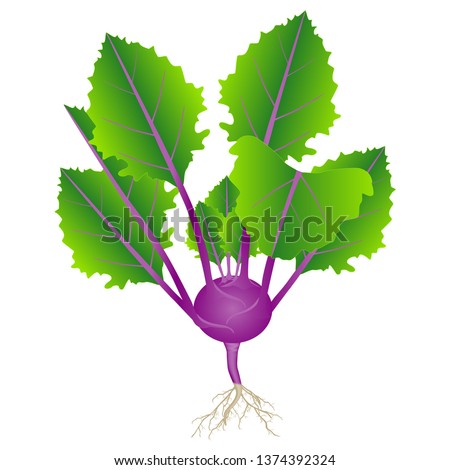 Purple kohlrabi plant with leaves and roots on a white background.