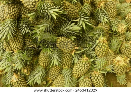 Similar – Image, Stock Photo Pineapples on a plantation with orange backlight, El Hierro, Canary Islands, Spain