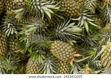 Similar – Image, Stock Photo Pineapples on a plantation with orange backlight, El Hierro, Canary Islands, Spain