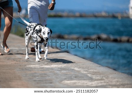 Similar – Image, Stock Photo A dog walking on the wooden planks in a floating village in Halong Bay, Vietnam