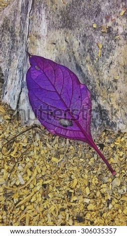 purple leaf on aged wood