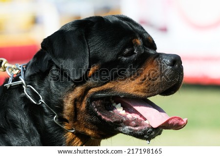 Rottweiler dog outdoor portrait over blurry background