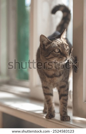 Similar – Image, Stock Photo Look at that! attention